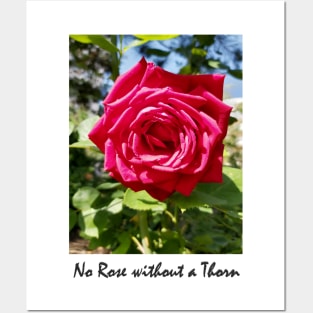 No Rose without a Thorn Posters and Art